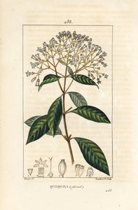 Quinquina - Chinina lub kora peruwiańska, Cinchona officinalis, z kwiatem, gałązką, liściem i nasionami. Ręcznie barwiony miedzioryt kropkowany autorstwa Lamberta Juniora na podstawie rysunku Pierre