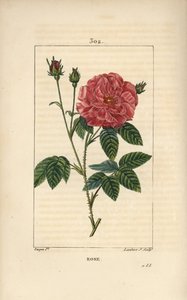 Rose de France lub Rose de Provins - Rose, Rosa gallica, z pąkiem, kwiatem, liściem i ciernistą łodygą. Ręcznie barwiony miedzioryt kropkowany autorstwa Lamberta Juniora z rysunku Pierre