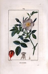 Gałąź dzikiej róży z jagodami (dzika róża lub dzika róża) i różą - Dzika róża wrzoścowa, Rosa canina, z kwiatem, pączkiem i dziką różą. Ręcznie barwiony miedzioryt kropkowany autorstwa Lamberta Juniora na podstawie rysunku Pierre Jean-Francois Turpin z Cha autorstwa Pierre Jean Francois Turpin