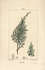 Jałowiec Sabine, Juniperus sabina, z jagodami, liśćmi, szypułką i nasionami. Ręcznie barwiony miedzioryt kropkowany autorstwa Lamberta Juniora na podstawie rysunku Pierre Jean-Francois Turpin z Chaumeton, Poiret and Chamberet „La Flore Medicale”, Paryż, Pa autorstwa Pierre Jean Francois Turpin