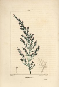 Odmiana Sagebrush - Wormseed lub Tatarian Southernwood, Artemisia santonicum. Ręcznie barwiony miedzioryt kropkowany autorstwa Lamberta Juniora na podstawie rysunku Pierre Jean-Francois Turpin z Chaumeton, Poiret i Chamberet „La Flore Medicale”, Paryż, Pa autorstwa Pierre Jean Francois Turpin