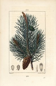 Sosna zwyczajna - Dzika sosna lub sosna zwyczajna, Pinus sylvestris, z gałęzią, igłą i szyszką. Ręcznie barwiony miedzioryt punktowany autorstwa Lamberta Juniora na podstawie rysunku Pierre Jean-Francois Turpin z Chaumeton, Poiret i Chamberet „La Flore M autorstwa Pierre Jean Francois Turpin