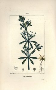Scratteron lub rible, grateron, drapanie po języku, gaille - Trawa gęsi, Galium aparine. Ręcznie barwiony miedzioryt kropkowany autorstwa Lamberta Juniora na podstawie rysunku Pierre