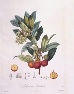 Drzewo truskawkowe (Arbutus unedo), Henry Louis Duhamel du Monceau, płyta botaniczna – Pierre Jean Francois Turpin