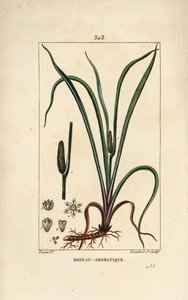 Słodko pachnąca flaga Acorus calamus, z nasionami, liśćmi i korzeniem. Ręcznie barwiony miedzioryt kropkowany autorstwa Lamberta Juniora na podstawie rysunku Pierre Jean-Francois Turpin z Chaumeton, Poiret and Chamberet „La Flore Medicale”, Paryż, Panckouc autorstwa Pierre Jean Francois Turpin