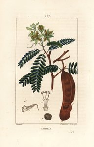 Tamaryndowiec - Tamaryndowiec, Tamarindus indica, szypułkowy kwiat, liść i strąk nasienny. Ręcznie barwiony miedzioryt kropkowany autorstwa Lamberta Juniora na podstawie rysunku Pierre