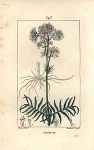 Valeriane ze wzgórz lub Valeriane z małymi liśćmi - Valeriana, Valeriana officinalis, z kwiatem, liściem, łodygą i korzeniem. Ręcznie barwiony miedzioryt kropkowany autorstwa Lamberta Juniora na podstawie rysunku Pierre Jean-Francois Turpin z Chaumeton, Po autorstwa Pierre Jean Francois Turpin