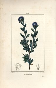 Odmiana kulistych - Globularia z trzema zębami, Globularia fruticosa. Ręcznie barwiony miedzioryt kropkowany autorstwa Lamberta Juniora na podstawie rysunku Pierre