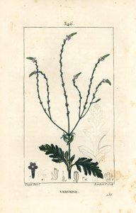 Werbena lub Święte Ziele, Żyła Wenus lub Ziele Czarownicy - Werbena, Werbena officinalis. Ręcznie barwiony miedzioryt kropkowany autorstwa Lamberta Juniora na podstawie rysunku Pierre