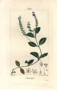 Veronique officinale - Samiec przetacznika, Veronica officinalis. Ręcznie barwiony miedzioryt kropkowany autorstwa Lamberta Juniora na podstawie rysunku Pierre Jean-Francois Turpin z Chaumeton, Poiret and Chamberet „La Flore Medicale”, Paryż, Panckoucke autorstwa Pierre Jean Francois Turpin