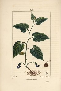 Virginia Snakeroot - Korzeń węża wirginijskiego, Aristolochia serpentaria, z kwiatem, liściem, łodygą, nasionami i korzeniem. Ręcznie barwiony miedzioryt kropkowany autorstwa Lamberta Juniora na podstawie rysunku Pierre