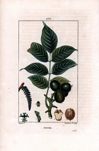 Gałąź orzecha włoskiego z orzechami - Orzech włoski, Juglans regia, z gałązką, liśćmi, dojrzałymi owocami, orzechem w łupinie iw przekroju. Ręcznie barwiony miedzioryt punktowany autorstwa Lamberta Juniora z rysunku Pierre Jean-Francois Turpin z Chaumeton, autorstwa Pierre Jean Francois Turpin