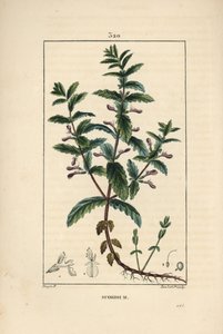 Ożanka wodna - Ożanka wodna, Teucrium scordium, ukazująca kwiat, liść, łodygę i korzenie. Ręcznie barwiony miedzioryt kropkowany autorstwa Lamberta Juniora na podstawie rysunku Pierre Jean-Francois Turpin z Chaumeton, Poiret i Chamberet „La Flore Medi” autorstwa Pierre Jean Francois Turpin