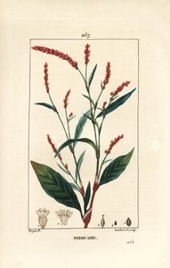 Rdest wodny papryka wodna - papryka wodna, persicaria hydropiper (Polygonum hydropiper), o kwiatach, szypułkach i liściach. Ręcznie barwiony miedzioryt kropkowany autorstwa Lamberta Juniora z rysunku Pierre Jean-Francois Turpin z Chaumeton, Poiret i Chambe autorstwa Pierre Jean Francois Turpin