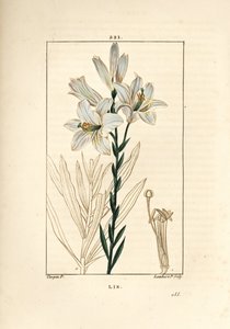 Biała lilia lub lilia madonna - Biała lilia, Lilium candidum. Ręcznie barwiony miedzioryt kropkowany autorstwa Lamberta Juniora na podstawie rysunku Pierre Jean-Francois Turpin z Chaumeton, Poiret and Chamberet „La Flore Medicale”, Paryż, Panckoucke autorstwa Pierre Jean Francois Turpin