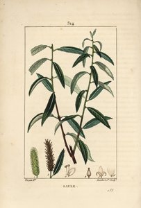 Biała lub Srebrna Wierzba, Biała Wiklina - Wierzba Biała, Salix alba, z liśćmi, kwiatami, baziami męskimi i żeńskimi, owocami i nasionami. Ręcznie barwiony miedzioryt kropkowany autorstwa Lamberta Juniora na podstawie rysunku Pierre Jean-Francois Turpin z  autorstwa Pierre Jean Francois Turpin