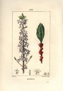 Drewno ładne, ładne, zielone, zielone drewno, Daphne ładne drewno - Mezereon, Daphne mezereum. Ręcznie barwiony miedzioryt kropkowany autorstwa Lamberta Juniora na podstawie rysunku Pierre
