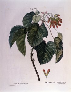 Botaniczny: gałąź klonu. Talerz zaczerpnięty z „”Nouveau Duhamel du Monceau or Treats Treats Drzewa i Krzaki Uprawiane we Francji”” Akwarela Pierre Joseph Redoute (1759-1840) 1819
