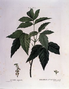 Botaniczny: gałąź klonu. Talerz zaczerpnięty z „”Nouveau Duhamel du Monceau or Treats Treats Drzewa i Krzaki Uprawiane we Francji”” Akwarela Pierre Joseph Redoute (1759-1840) 1819