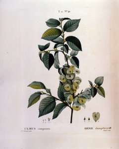 Botanika: gałąź wiązu. Talerz zaczerpnięty z „”Nouveau Duhamel du Monceau or Treats Treats Drzewa i Krzaki Uprawiane we Francji”” Akwarela Pierre Joseph Redoute (1759-1840) 1819