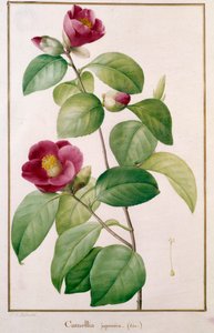 Talerz botaniczny Camellia japonica Pierre Joseph Redoute (1759-1840) XIX-wieczny Paryż, Muzeum Historii Naturalnej