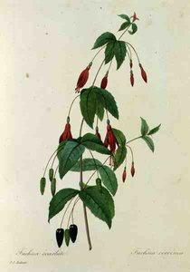 Fuchsia coccinea, z 