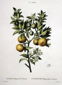 Chiński bigaradier z drzewa cytrynowego - w „”New Duhamel lub traktacie o drzewach i krzewach, które uprawiamy we Francji””, rysunki P.J. Redouté i P. Bessa, Paryż