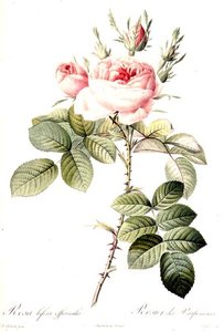 Rosa Bifera Officinalis, grawerowana przez Langlois, wyd. Remond (kolorowa grawerunek) autorstwa Pierre Joseph (after) Redoute