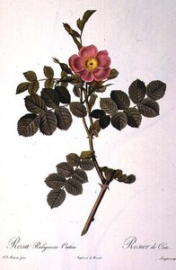 Rosa Rubiginosa Cretica, grawerowane przez Langlois, z „Les Roses”, wyd. Remond