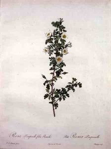 Rosa pimpinelli folia pumila (róża szkocka karłowata), grawerowane przez Chapuy, z 