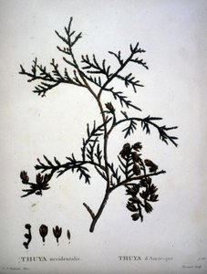 Thuya occidentalis lub American Thuya - w „”New Duhamel du Monceau lub traktacie o drzewach i krzewach tej kultury we Francji””, figury według rysunków P.J. Redoute i P. Bessa autorstwa Pierre Joseph (after) Redoute