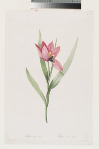 Tulip Oeil De Soleil autorstwa Pierre Joseph (after) Redoute