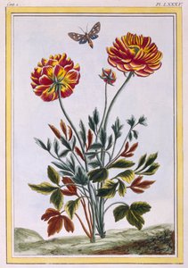 Odmiana podwójnego maku żółtego, pub. 1776. autorstwa Pierre Joseph Buchoz