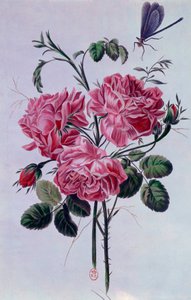 Bukiet piwonii Litografia – Pierre Joseph autorstwa Pierre Joseph Buchoz