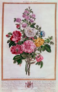 Bukiet róż Litografia Pierre Joseph Buchoz (1731-1807) XVIII w. Paryż, B.N. autorstwa Pierre Joseph Buchoz