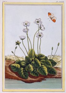 Quackgrass of Parnassus Grass of Parnassus, wyd. 1776. autorstwa Pierre Joseph Buchoz