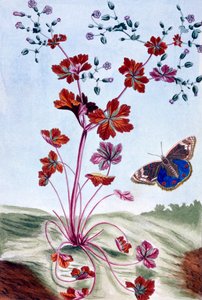 Błyszczący Cranesbill, wyd. 1776. autorstwa Pierre-Joseph Buchoz