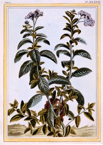 Heliotrop lub Cherry-Pie, ok. 1766 (ręcznie barwiony grawerunek) autorstwa Pierre Joseph Buchoz