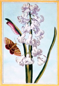 Hiacynt, wyd. 1776. autorstwa Pierre Joseph Buchoz
