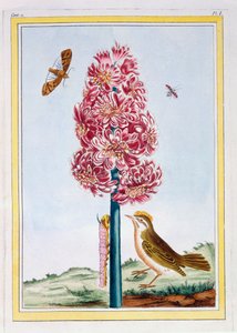 Hiacynt, wyd. 1776. autorstwa Pierre Joseph Buchoz