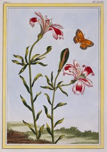 Cętkowany kwiat Inków Lilia peruwiańska, wyd. 1776. autorstwa Pierre Joseph Buchoz