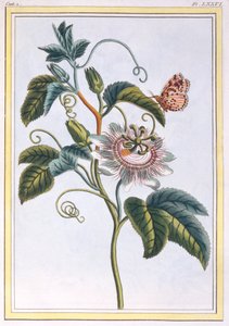 La Grenadille lub Le Maracot, wyd. 1776. autorstwa Pierre Joseph Buchoz