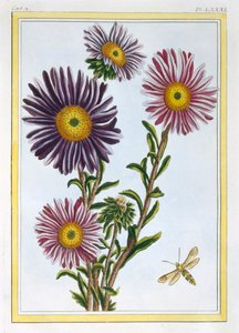 Królowa Małgorzata Aster, wyd. 1776. autorstwa Pierre Joseph Buchoz