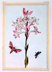 Tuberoza, wyd. 1776. autorstwa Pierre-Joseph Buchoz