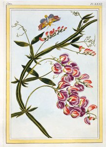 Le Grand Lathyre Wieczny Groszek, wyd. 1776. autorstwa Pierre Joseph Buchoz