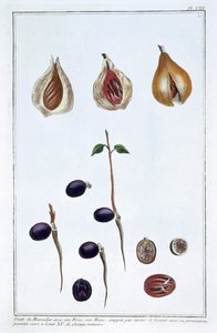 Gałka muszkatołowa, c1751-1807 autorstwa Pierre Joseph Buchoz