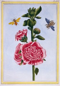 Malwa Passerose, wyd. 1776. autorstwa Pierre Joseph Buchoz