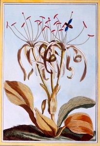 Morski Żonkil, wyd. 1776. autorstwa Pierre-Joseph Buchoz