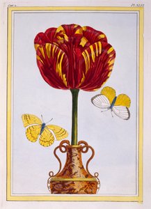 Tulipan 
