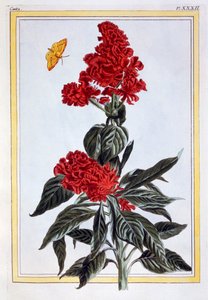 Odmiana amarantusa, wyd. 1776. autorstwa Pierre-Joseph Buchoz
